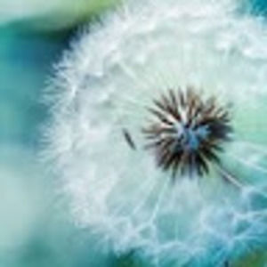 Meet your Posher, Selina